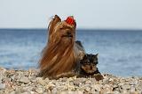 YORKSHIRE TERRIER 356